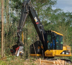 Bosques y bosques